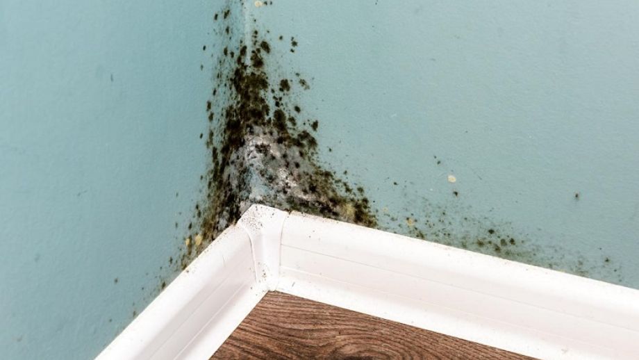14 tips on how to prevent mold in your apartment
