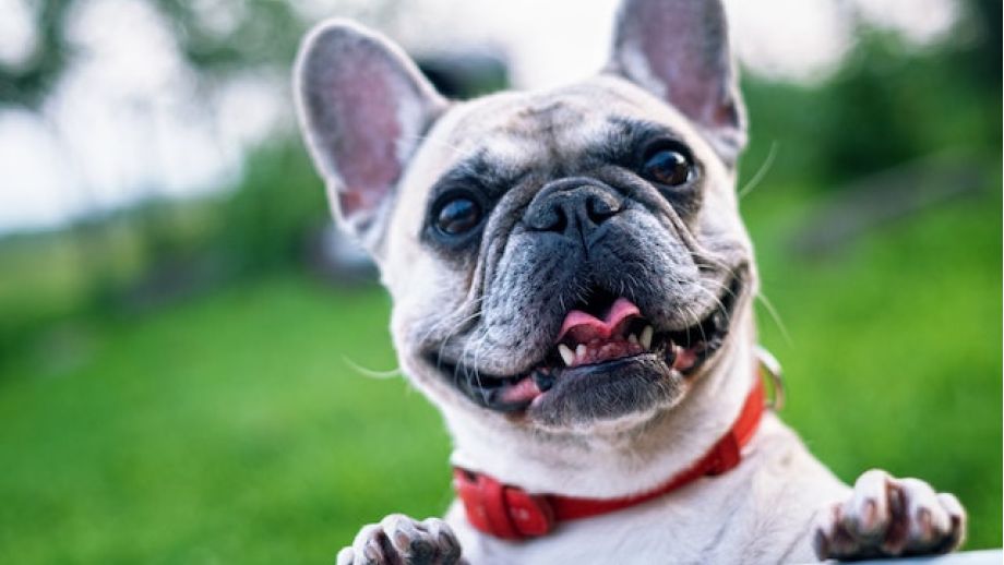 What is Pet Insurance and What Does It Cover?